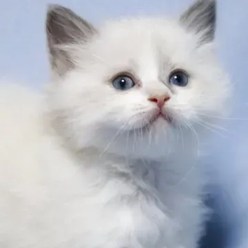 猫 ブリーダー 北陸 で見つける！最高の家族となる子猫探しの決定版ガイド